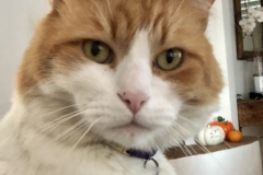 Paddy The Cat