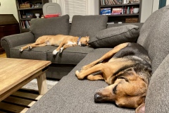 Sleeping dogs