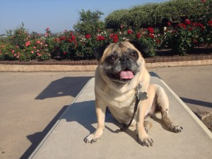 Suzie in Balboa Park