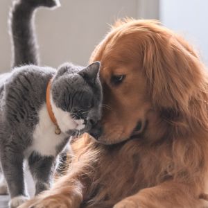 cat and dog in University Heights, San Diego